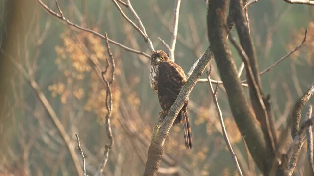 Crested Goshawk Bird of Prey Perched on a Tree Branch in the Wild Forest with Morning Sunlight