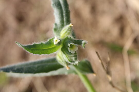 Nonea or the monkswort flowers and plant 