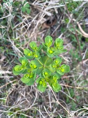 Sun Spurge or Euphorbia helioscopia