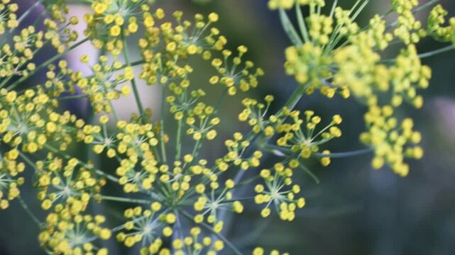 Blooming dill in the garden close-up. 4k video