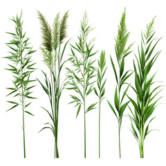 Green grass plants isolated on white background various species and growth stages