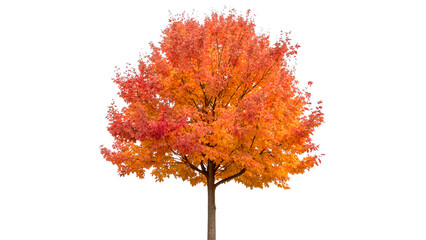 autumn liquidambar formosana tree isolated on transparent background