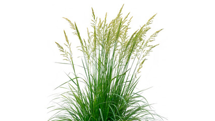 anicum virgatum commonly known as  switchgrass isolated on transparent background © Hanna