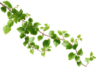 A close-up shot of a plant branch with many green leaves against a transparent background