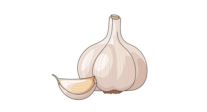 Detailed illustration of a whole white garlic bulb next to a single peeled clove, representing fresh organic ingredients for cooking and healthy eating.