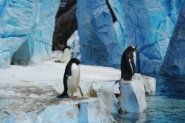 A lone Adélie penguin stands on icy snow before towering blue ice, capturing the quiet beauty of Antarctica. © Mekarim1983