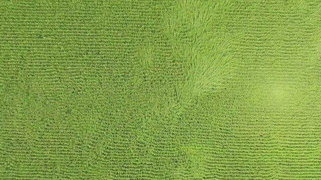 Aerial view of damaging wind bending green corn crops across wide farmland field rows. Powerful gusts flatten maize plants on cultivated plain, showing storm impact on agriculture.