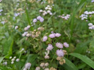 Fototapeta premium wild flowers in the field