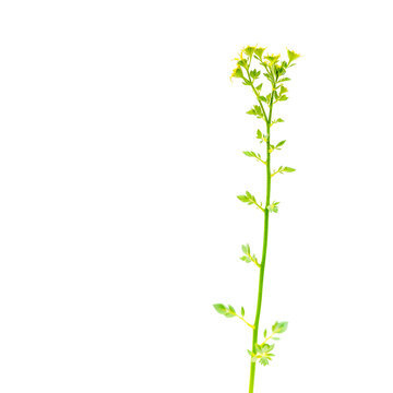 Thlaspi arvense, known by the common name field pennycress, is a flowering plant in the cabbage family Brassicaceae. High resolution composite photo.