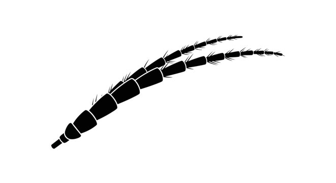 Black insect antennae with segments.