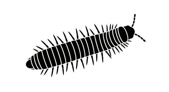 Centipede insect with many legs crawling.