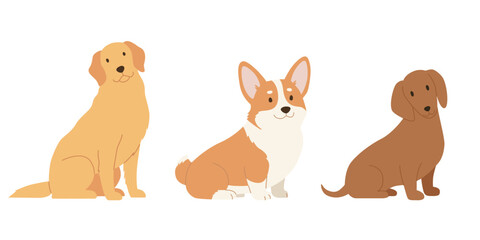 Obraz premium Sitting golden retriever, corgi and dachshund dogs, side view. Flat color vector illustration isolated on a white background