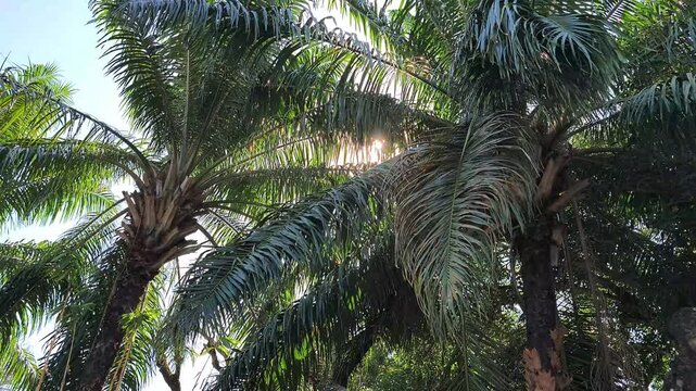 Tropical Paradise Palm Trees