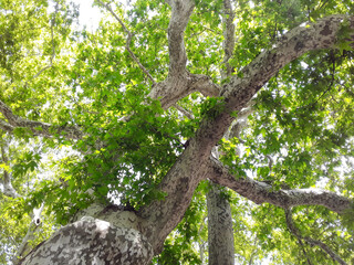 Fototapeta premium Looking up at plane tree canopy with textured bark and green leaves. Low angle view of sycamore tree branches against bright sky.