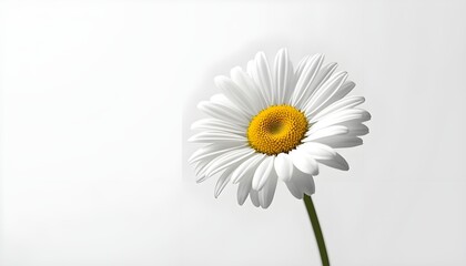 A beautiful white daisy with a yellow center stands alone against a clean white background
