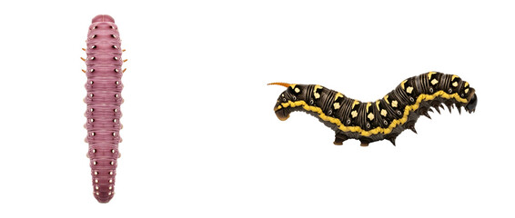 Obraz premium A caterpillar transforms into a larva on transparent background