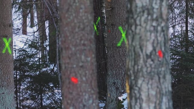 Trees in a snowy forest are marked with bright green spray paint symbols, indicating selected trunks for forestry work amid a quiet winter woodland.