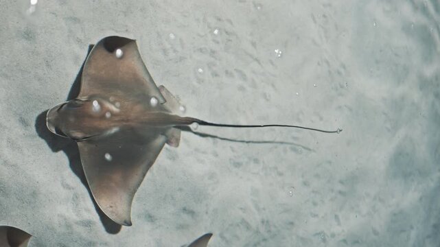 Stingray rhinopetra steindachneri Swimming In Tropical Waters with white sand underwater shot. Ray fish in clear water aquarium tank footage background. Marine aquatic underwater life, wildlife nature