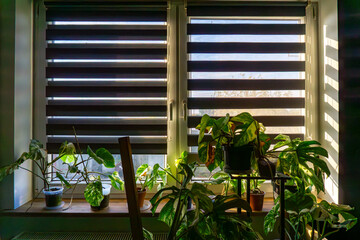 Monstera house plants on windowsill at home, modern zebra blinds on window, growing indoor plants in natural daylight, interior design with greenery and window coverings decor. © Adam