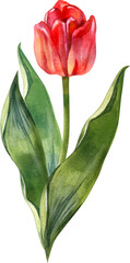 Vibrant hand-painted watercolor illustration of a single red tulip on a green stem with lush leaves. This elegant botanical element is perfect for spring designs, floral patterns, and romantic cards.