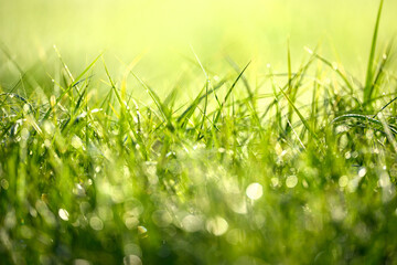 Naklejka premium Wet summer green grass background