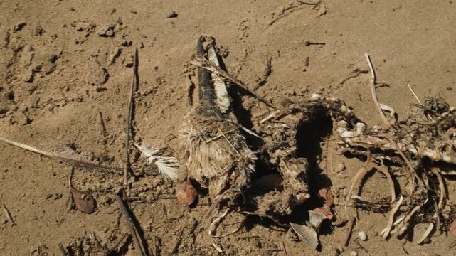 Close view of a hadeda ibis skeleton tangled in discarded fishing string on the sandy shoreline at Millionaire Beach in Brenton South Africa highlighting coastal pollution and wildlife impact