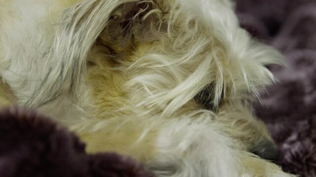 Dog Sleeping on couch. Cute longhaired small dog close up. Mut dog sleeping. Jack Russel terrier