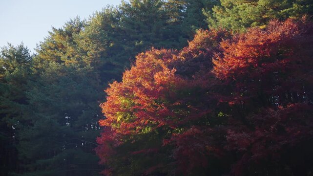 Autumn Forest in Japan at Sunset, Warm Background Scene in Iwate