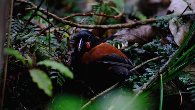 New Zealand saddleback tīeke bird with chestnut brown saddle and red wattles foraging on forest floor in Wellington NZ Aotearoa