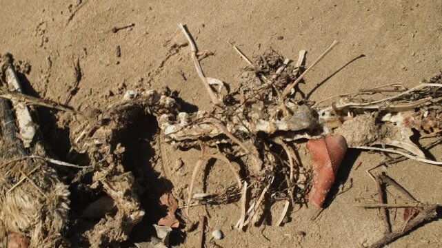 Medium view of hadeda ibis bones and beak caught in discarded fishing string on the sand at Millionaire Beach Brenton South Africa with shoreline textures and natural coastal light