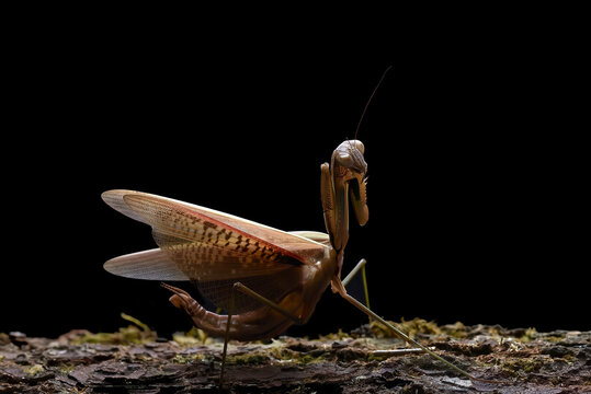 a praying mantis on a black background