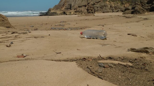 Close-up of venomous Portuguese Man O' War and bluebottle jellyfish stranded on a beach next to a plastic water bottle. Concept of marine biology and environmental ocean pollution.