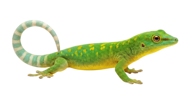 鮮やかな緑色の体に黄色い斑点を持つヤモリが、白い背景に分離された状態で横向きに立っています。尾は水色と白の縞模様で、くるりと巻かれています。爬虫類の肌の質感が詳細に捉えられています。