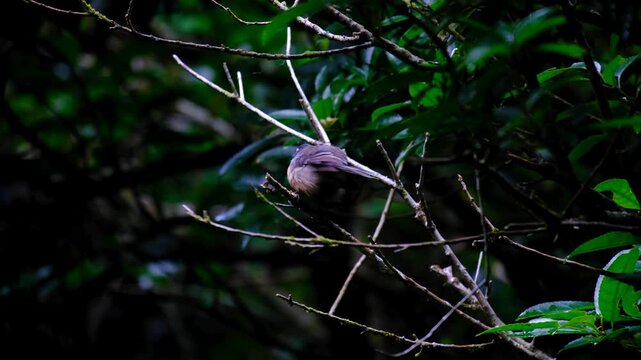 New Zealand fantail pīwakawaka bird with fluffy feathers in forest trees in Wellington NZ Aotearoa