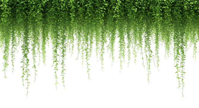 Green hanging vines isolated on transparent background for botanical design and decoration