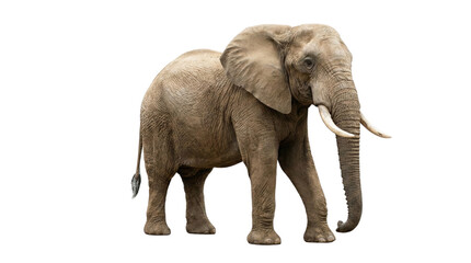 Obraz premium 白い背景に孤立したアフリカゾウの全身像。大きな耳と長い牙を持つこの雄大な動物は、サバンナの生態系におけるその存在感と力強さを際立たせています。