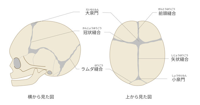 上と横から見た乳児（赤ちゃん）の頭蓋骨と縫合線と大泉門の解剖図（日本語ラベル付き）
