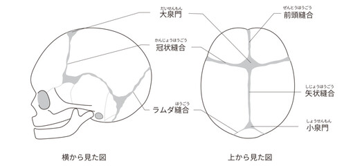 白黒線画　上と横から見た乳児（赤ちゃん）の頭蓋骨と縫合線と大泉門の解剖図日本語ラベル付き）