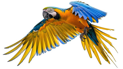 Fototapeta premium Colorful Macaw Parrot in Flight.