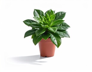 Fototapeta premium Potted, green, leafy plant with layered, lush growth
