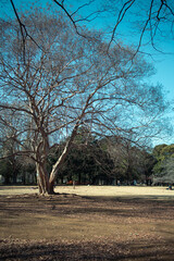 大きな木のある公園