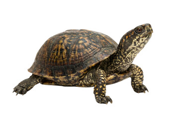 Obraz premium Eastern box turtle with dark brown and yellow patterned shell and skin, isolated on a white background