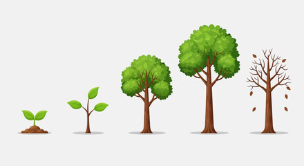 Obraz premium Tree Life Cycle Stages from Seedling to Death.