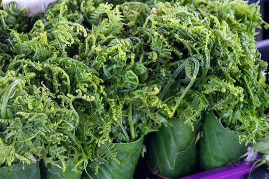 Midin, a local fern picked from the wild and used as a vegetable sold on local market in Kuching, Malaysia.
