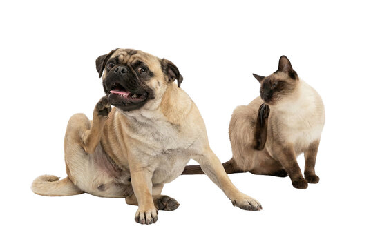 Pug dog and Siamese cat scratching themselves due to fleas or allergies, isolated on white background
