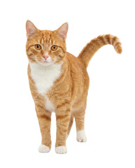 Obraz premium Orange tabby cat standing and looking forward, isolated on a white background