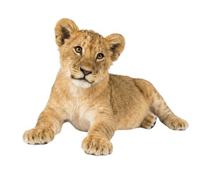 Obraz premium Cute lion cub lying down on a white background, looking directly at the camera with a slight head tilt