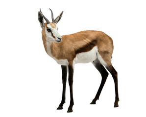 Obraz premium Springbok antelope with brown, white, and black fur, standing on a white background, side view