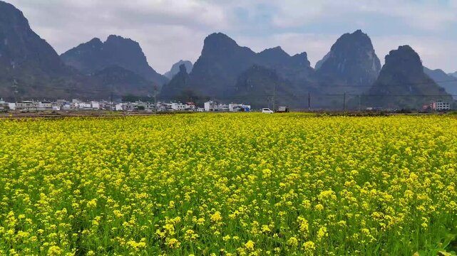 Traditional Village Nestled Among Karst Hills and Blooming Rapeseed Fields, Spring Morning