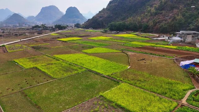 Aerial View of Blooming Rapeseed Fields, Karst Hills, and a Village in Southern China